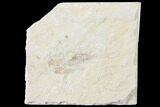 Cretaceous Fossil Shrimp - Lebanon #123875-1
